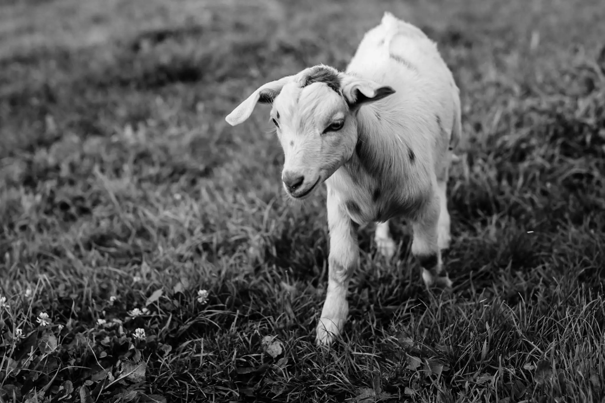 A close-up of a small goat with dark fur and a white patch on its face, standing in a rustic outdoor setting. The image is in black and white.