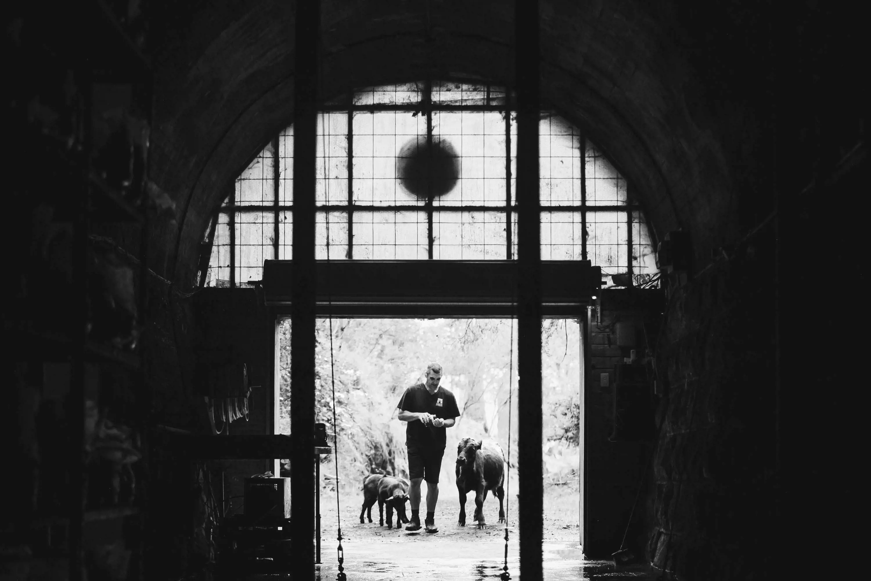 A man stands outside the entrance to a tunnel with two small cows.