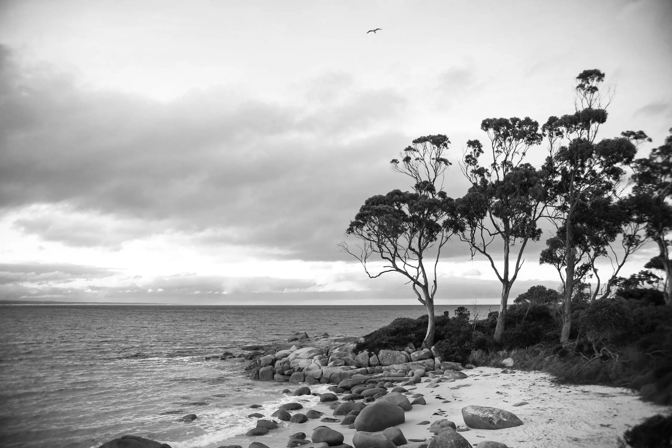 A black and white photograph of a rocky beach with scattered boulders, a few tall trees, and an overcast sky. A bird is flying above the horizon over the ocean.