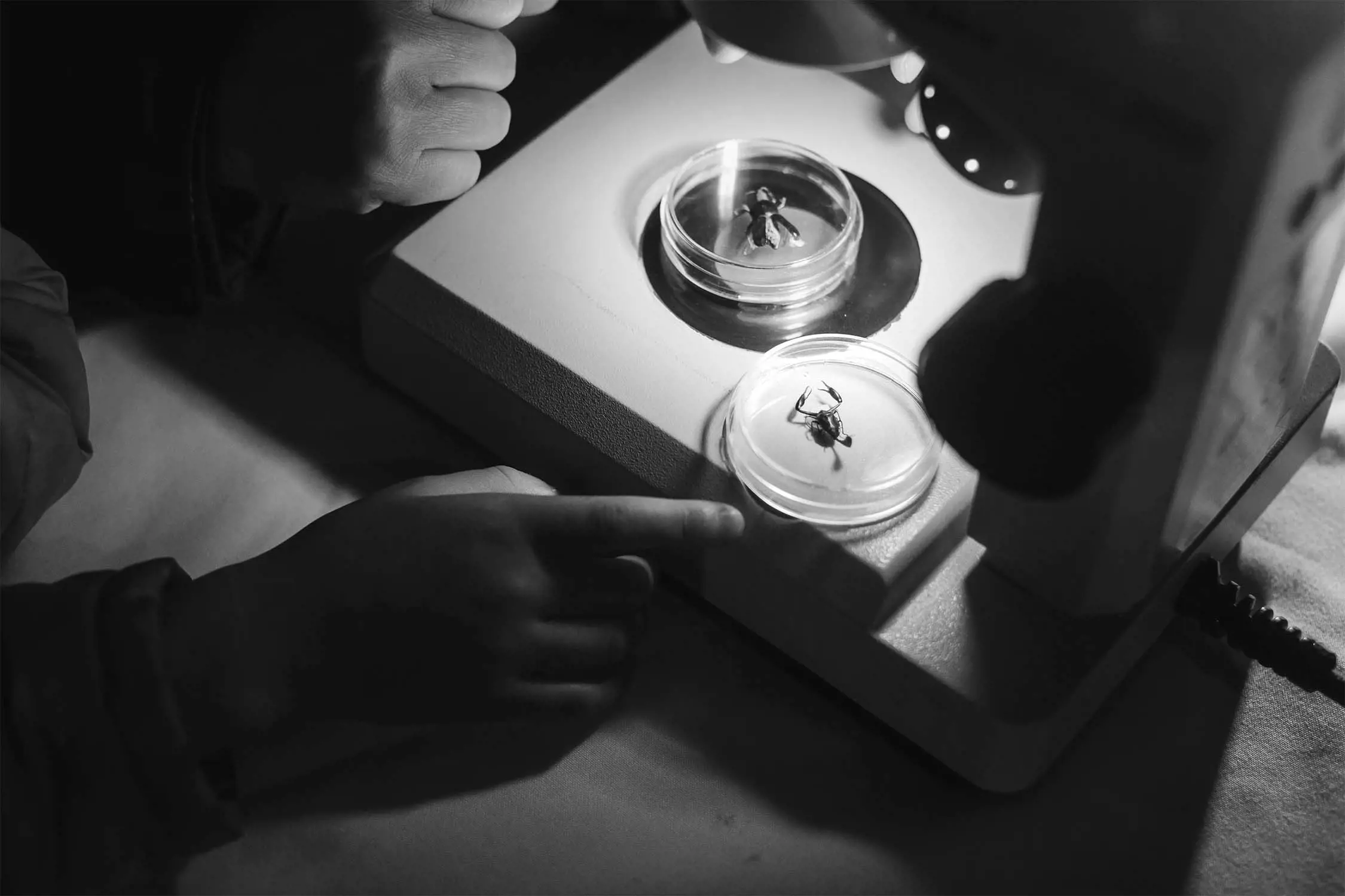 Two hands are positioned near a microscope, with one hand pointing at an insect specimen in a petri dish, set against a dimly lit background in black and white.