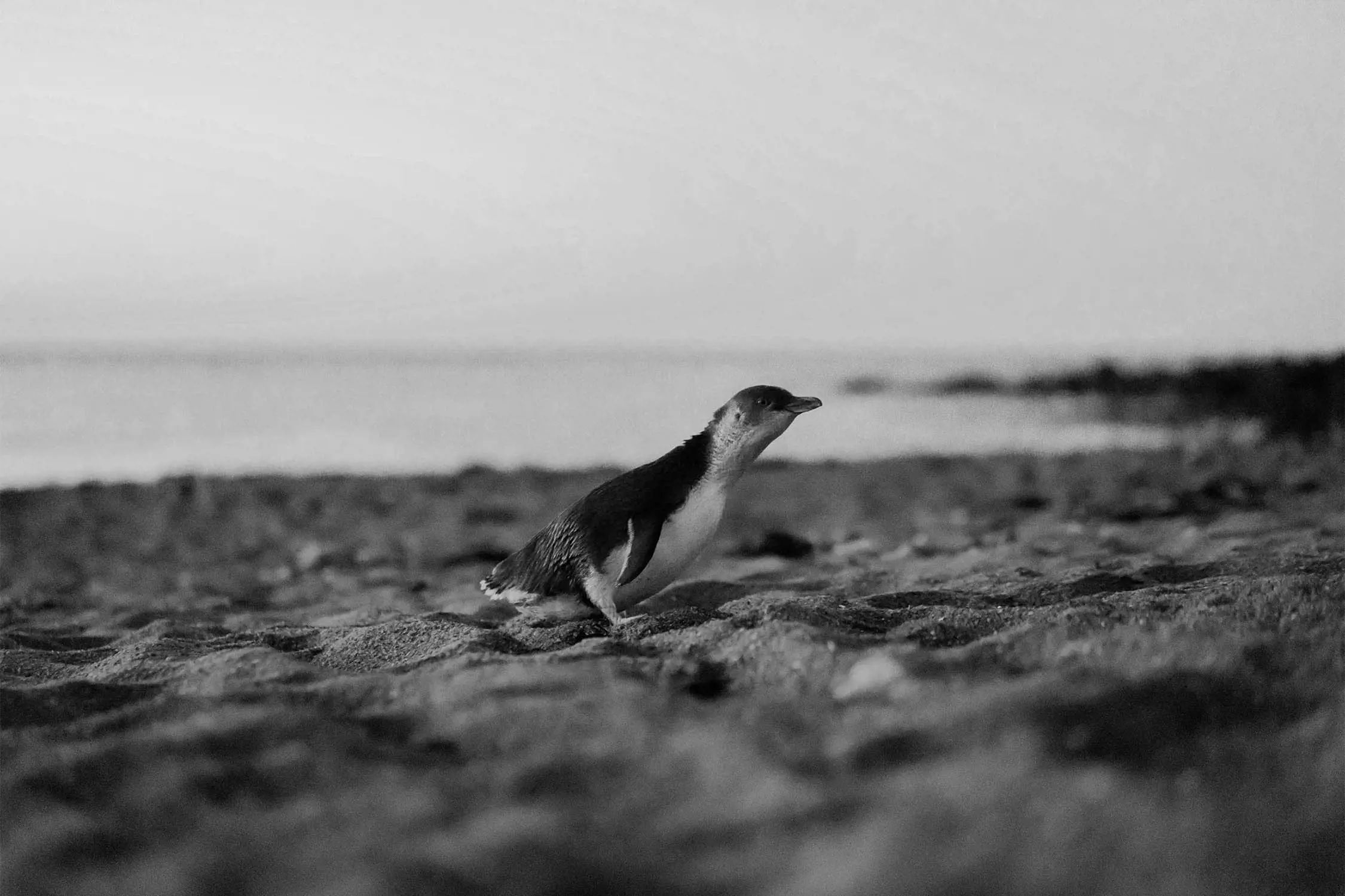 A small penguin walks across a sandy beach with the ocean in the background.