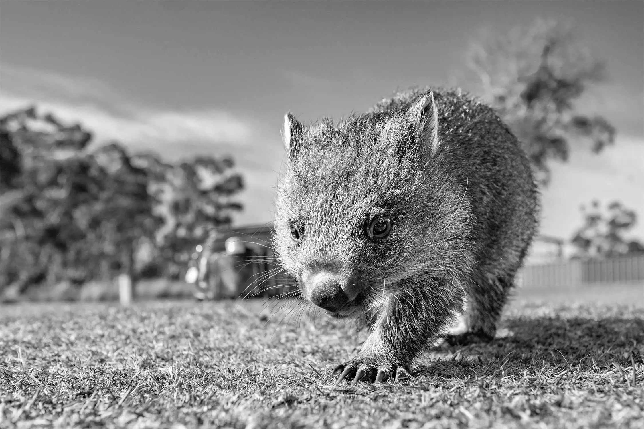 A close-up of a waddling wombat walking on grass with blurred trees in the background.