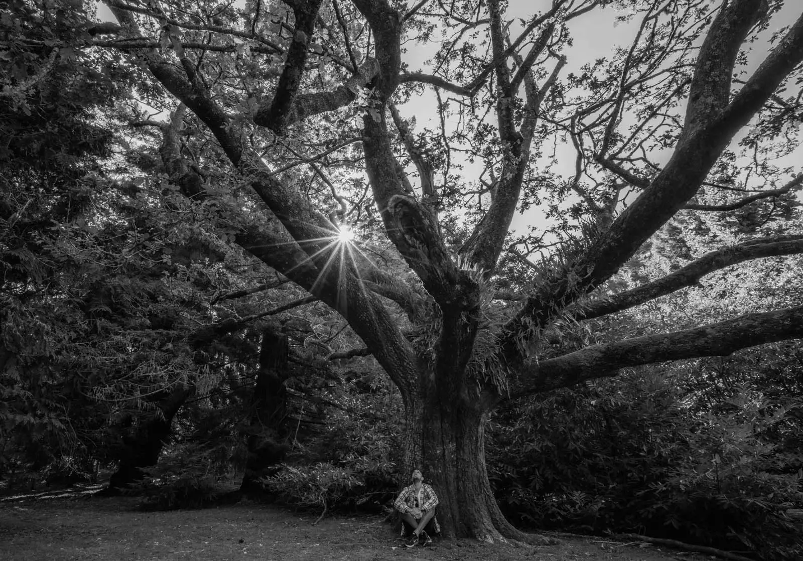 A man sits on the grass at the foot of a huge tree, gazing up into the branches.