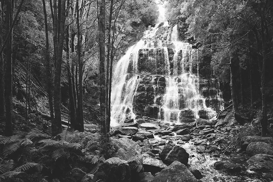 Water cascades down the mossy rock face at Nelson Falls, framed by ancient rainforest rich with winter mist and moisture.