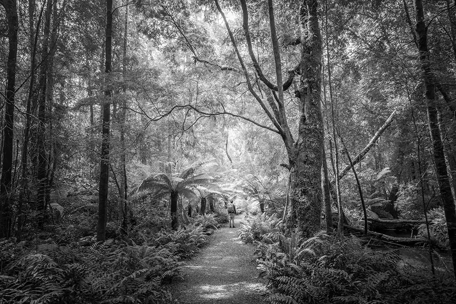 A peaceful winter walk through lush ferns and towering trees along the trail to Hogarth Falls, near Strahan.