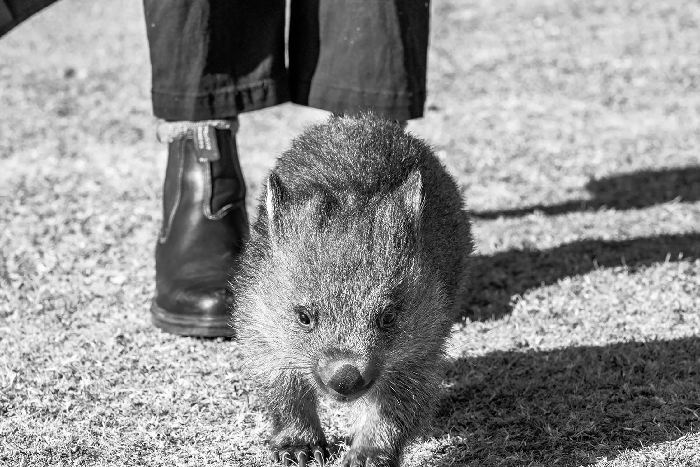 Close-up view of a wombat walking on grass, with a person wearing boots and pants in the background.