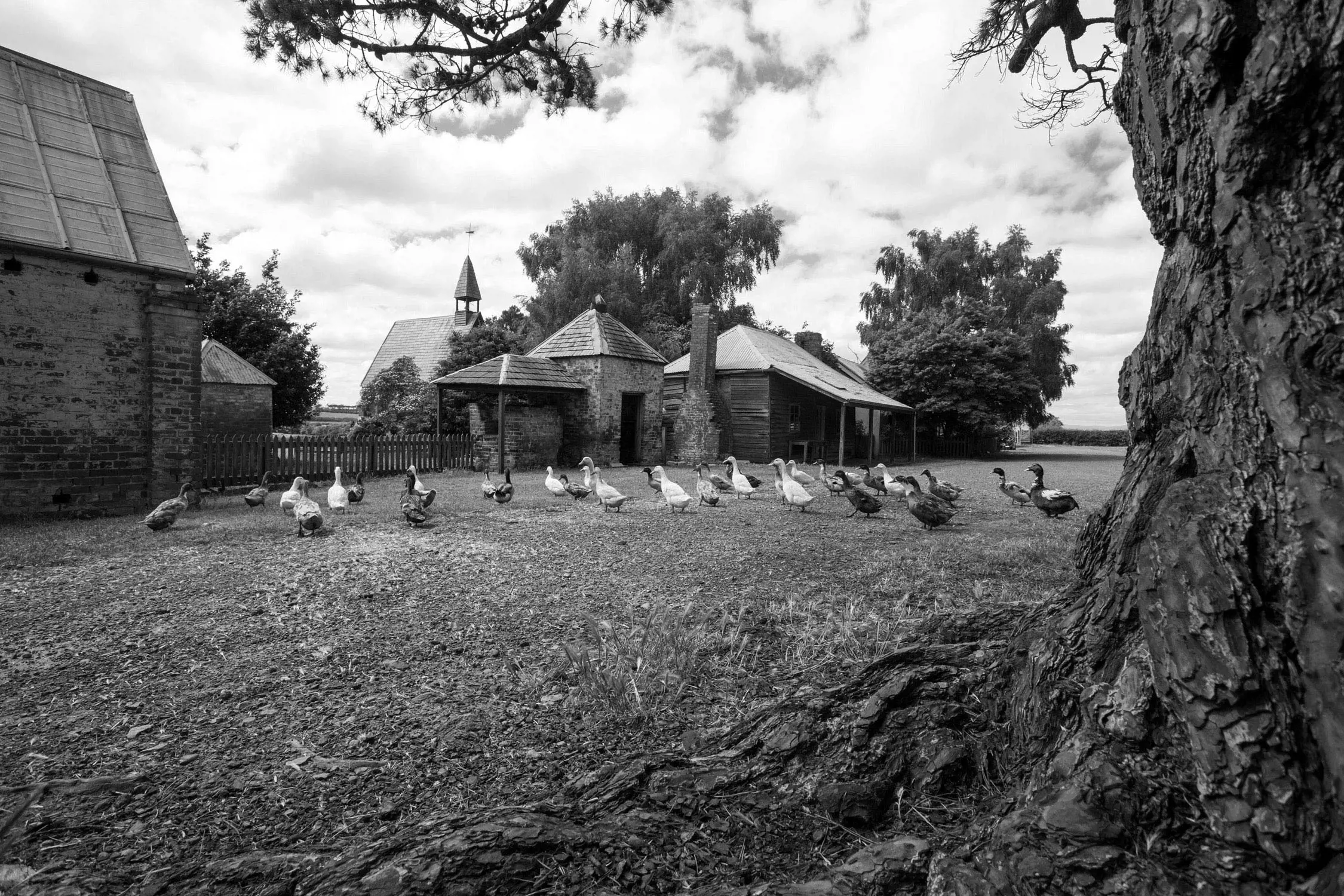 A picturesque rural farmyard showcasing a flock of ducks waddling in a loosely arranged line across a grassy field. In the background, old stone and wooden farm buildings, including a small church with a steeple, stand beneath leafy trees under a partly cloudy sky, evoking a quiet countryside scene.