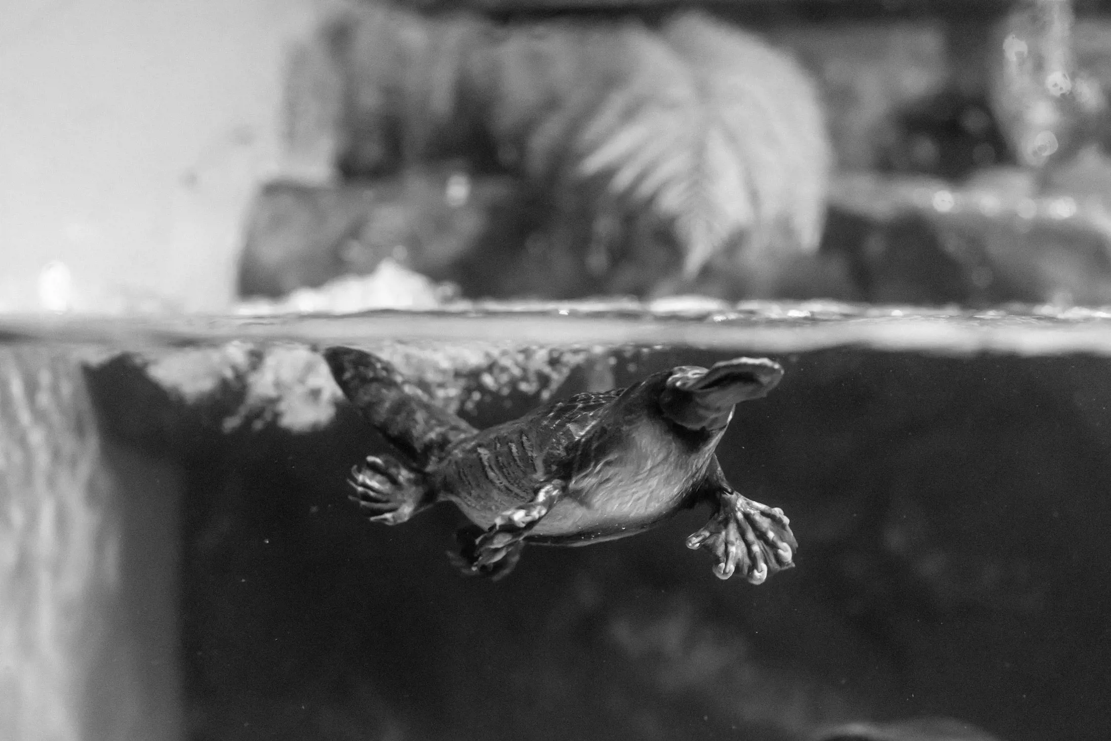 Close-up of a platypus swimming underwater, viewed partly through the water’s surface.