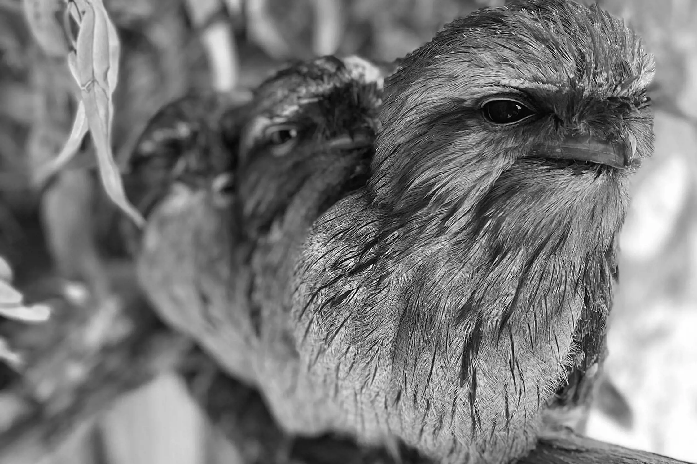 Close up of three Tawny Frogmouth birds with textured features, snuggled together on a branch with blurred leaves in the background