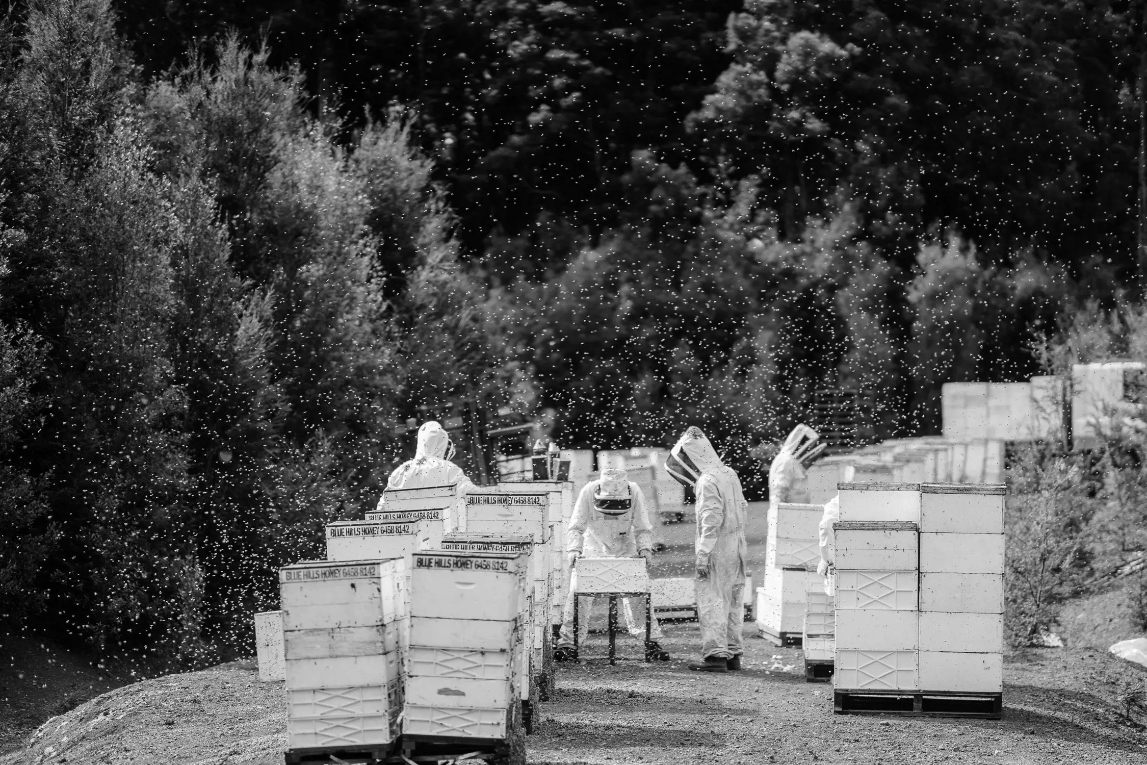 Black and white photo showing beekeepers in protective suits working around multiple beehive boxes, surrounded by flying bees in an outdoor setting.