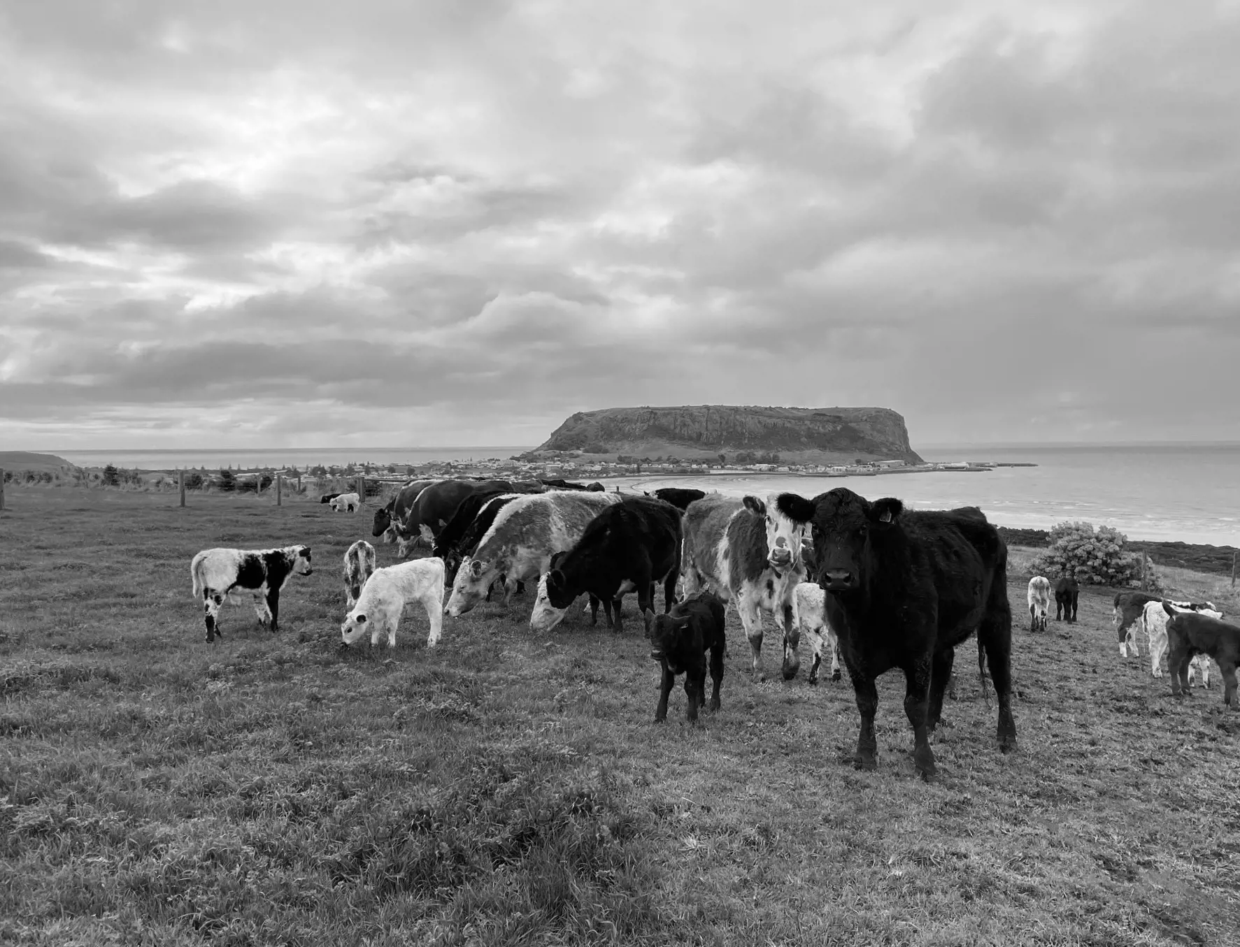A black and white wide-angle photo of a herd of cows standing in a fenced grassy field with an ocean and cliff visible in the background.