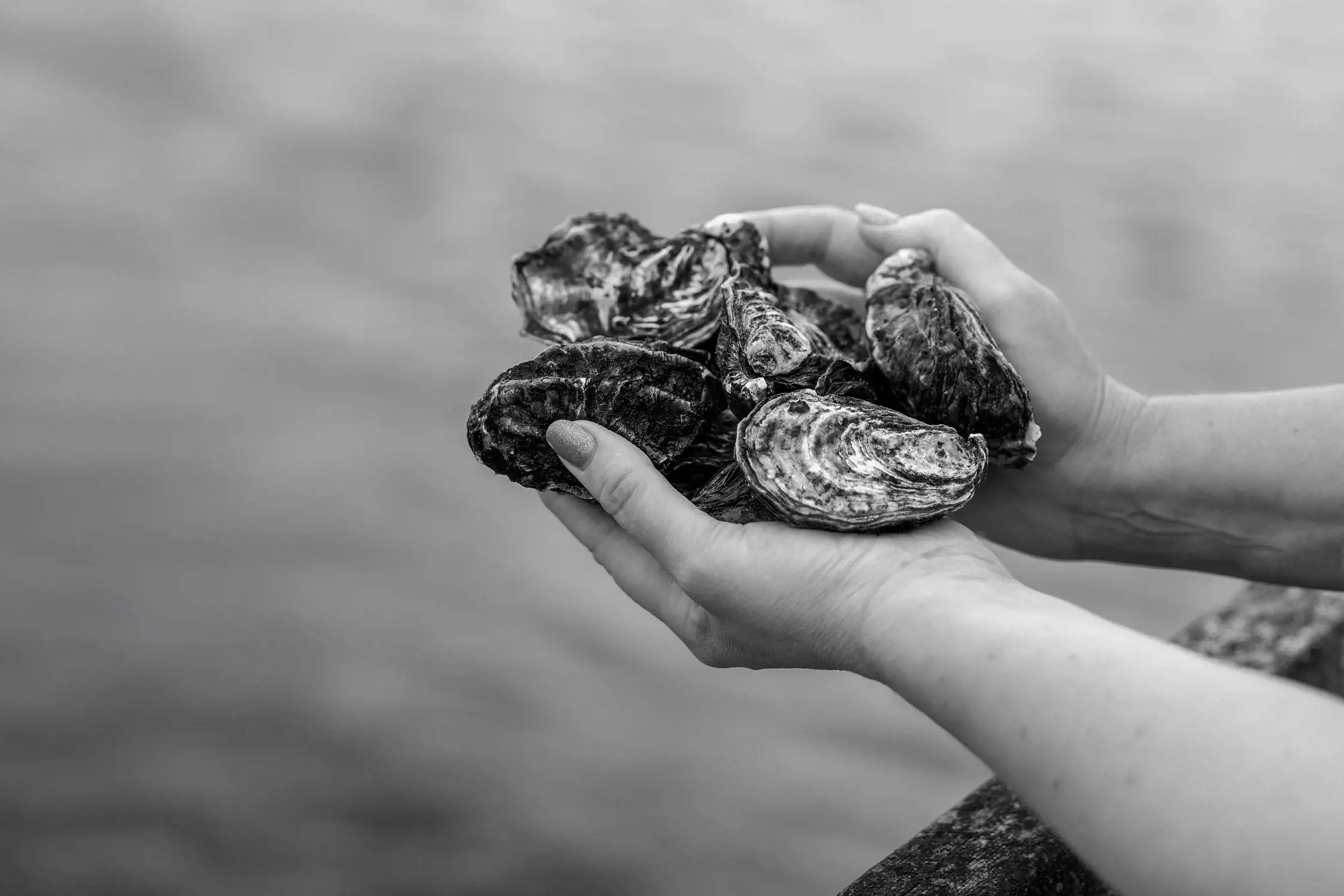 A close-up of two hands holding several oysters over a blurred natural background.