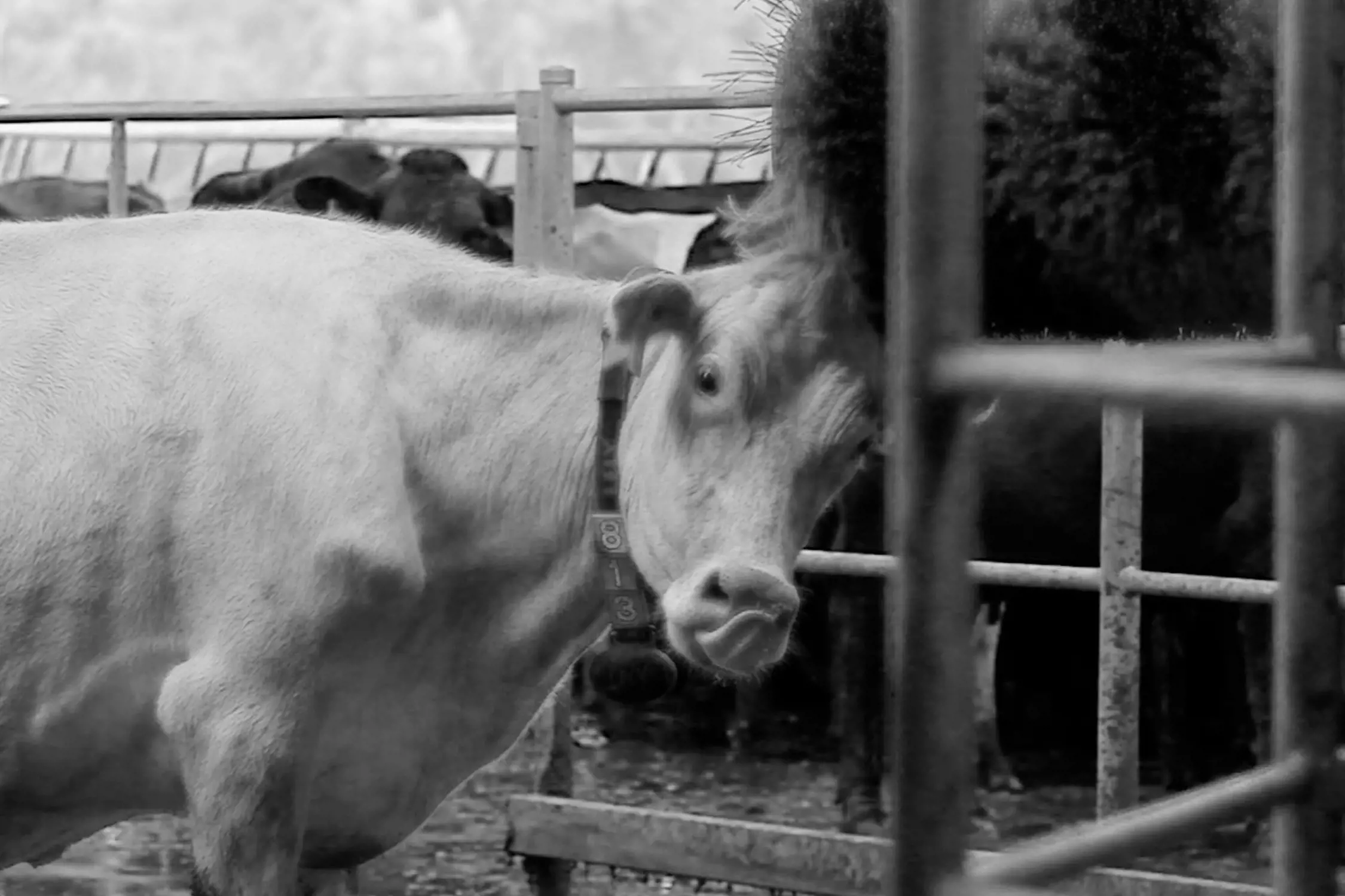 A close-up black and white photo of a white cow wearing a numbered collar, standing in a fenced area with other cows blurred in the background.