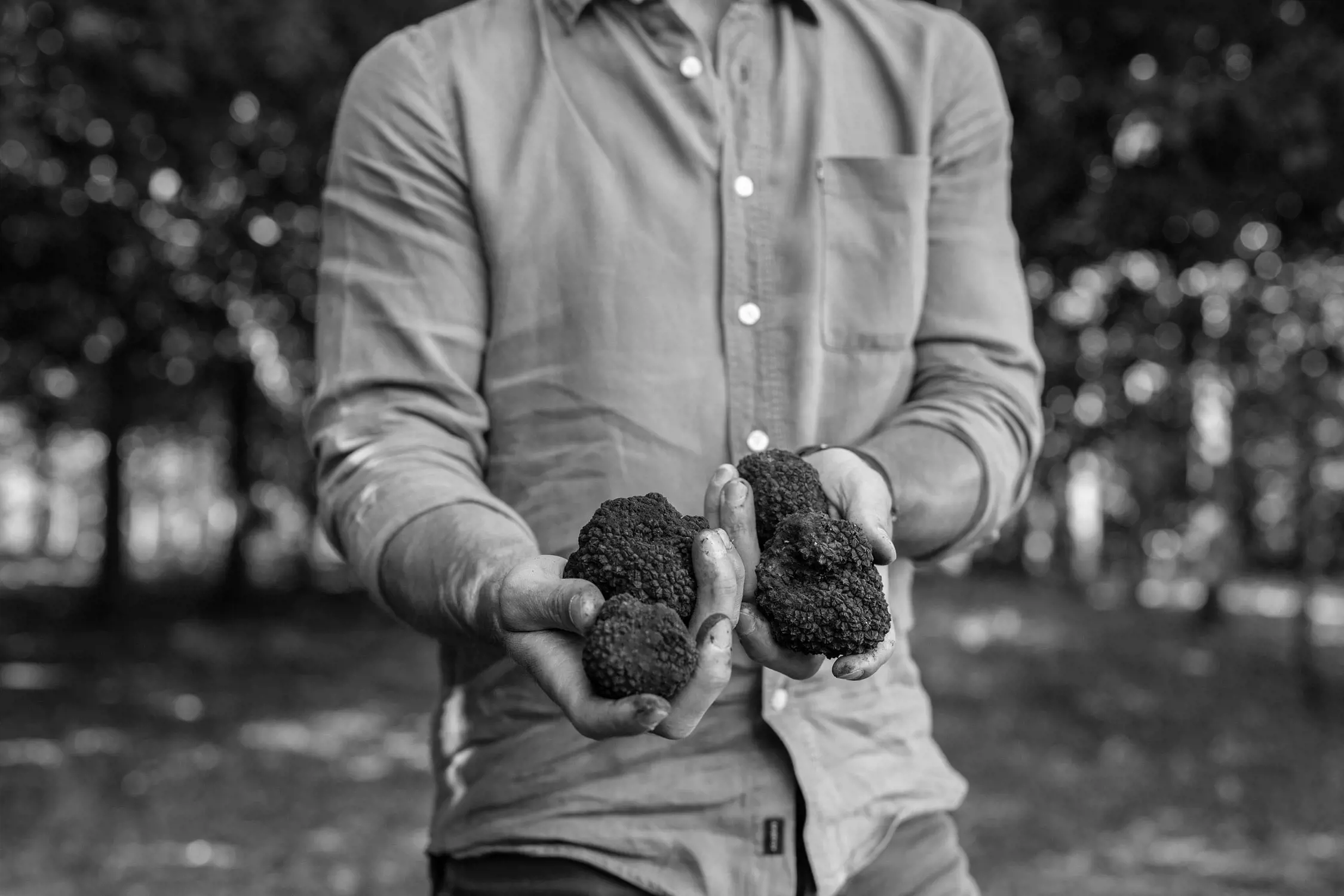 A black-and-white photo showing a person wearing a button-up shirt presenting several black truffles in their dirt-stained hands, with a blurred natural background of trees and foliage.