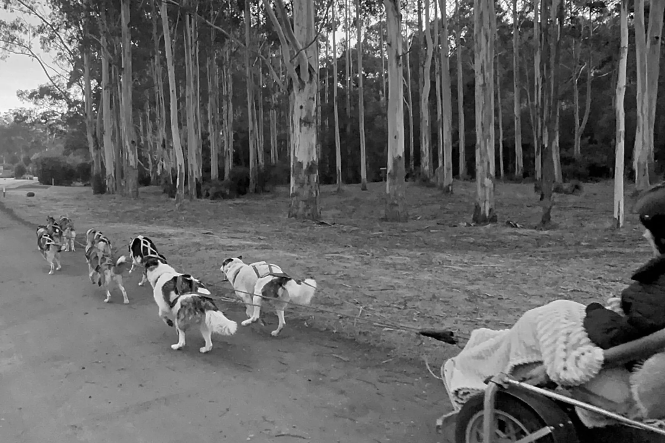 Black and white photo of a person riding a dog sled with eight dogs pulling it along a dirt road lined with tall, thin trees.