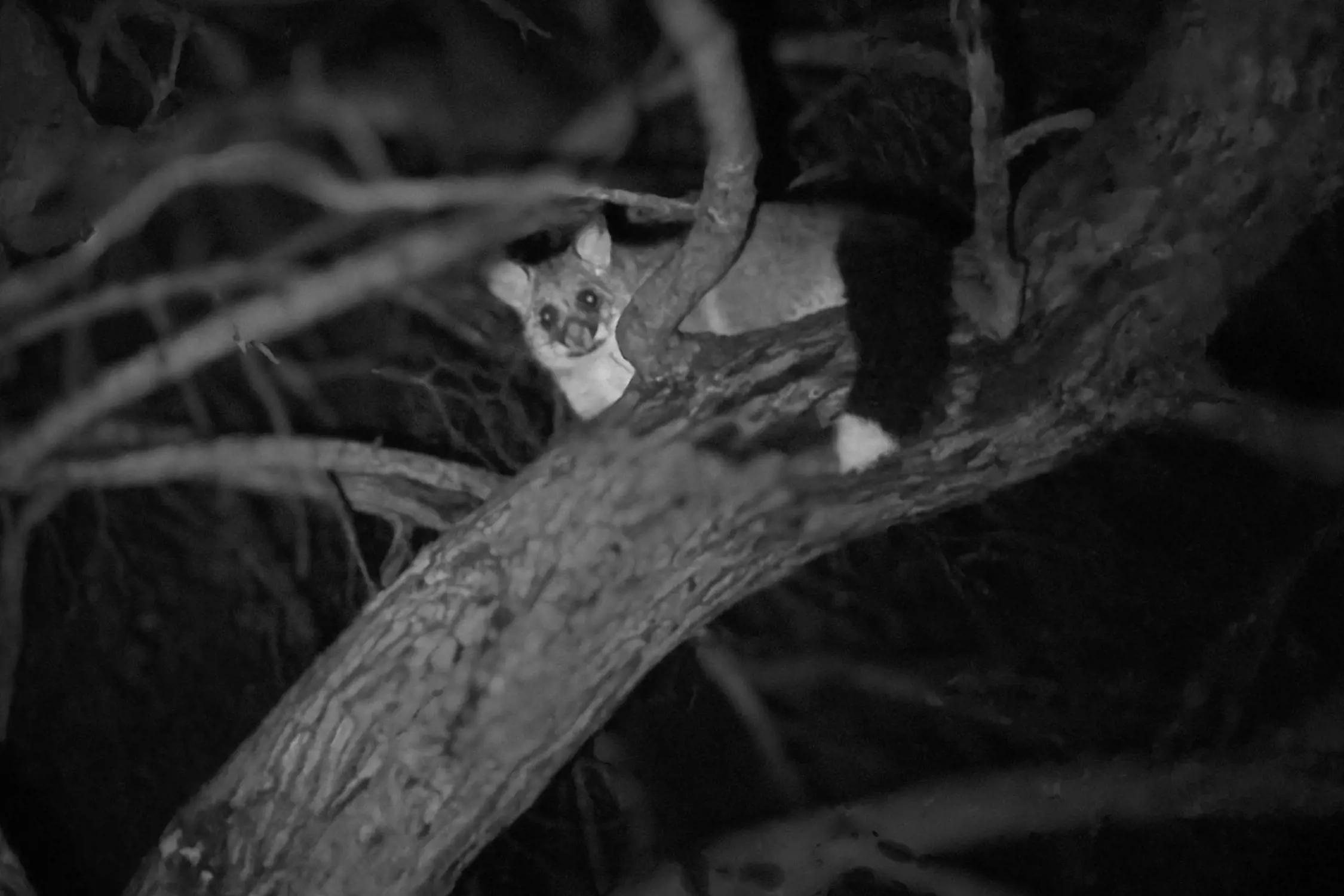 A small possum perched on a tree branch at night, surrounded by darkness and tree limbs.