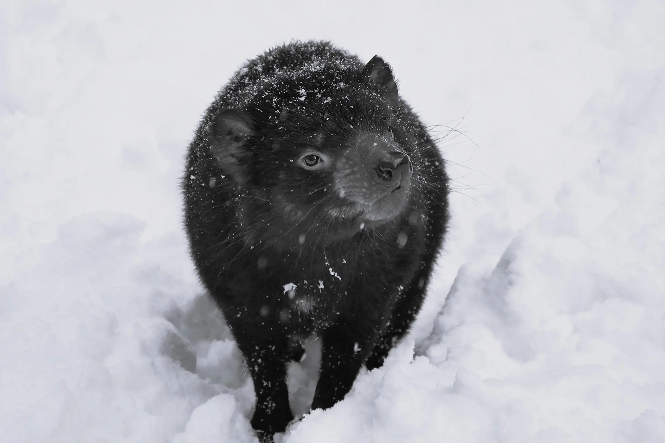 A close-up of a black Tasmanian devil walking through snow, with snowflakes around it.