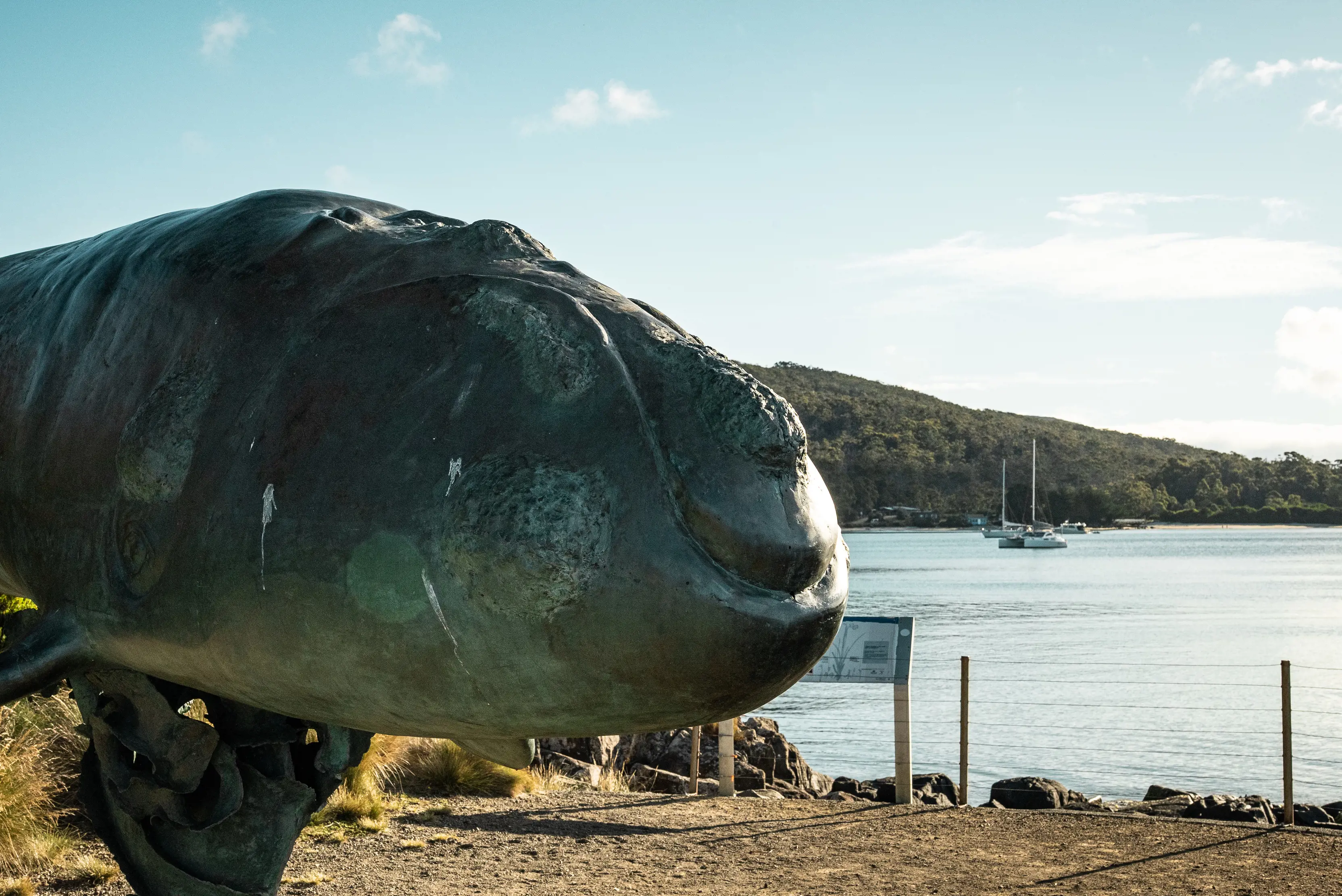 Close up of a large whale Sculpture, at Cockle Creek.