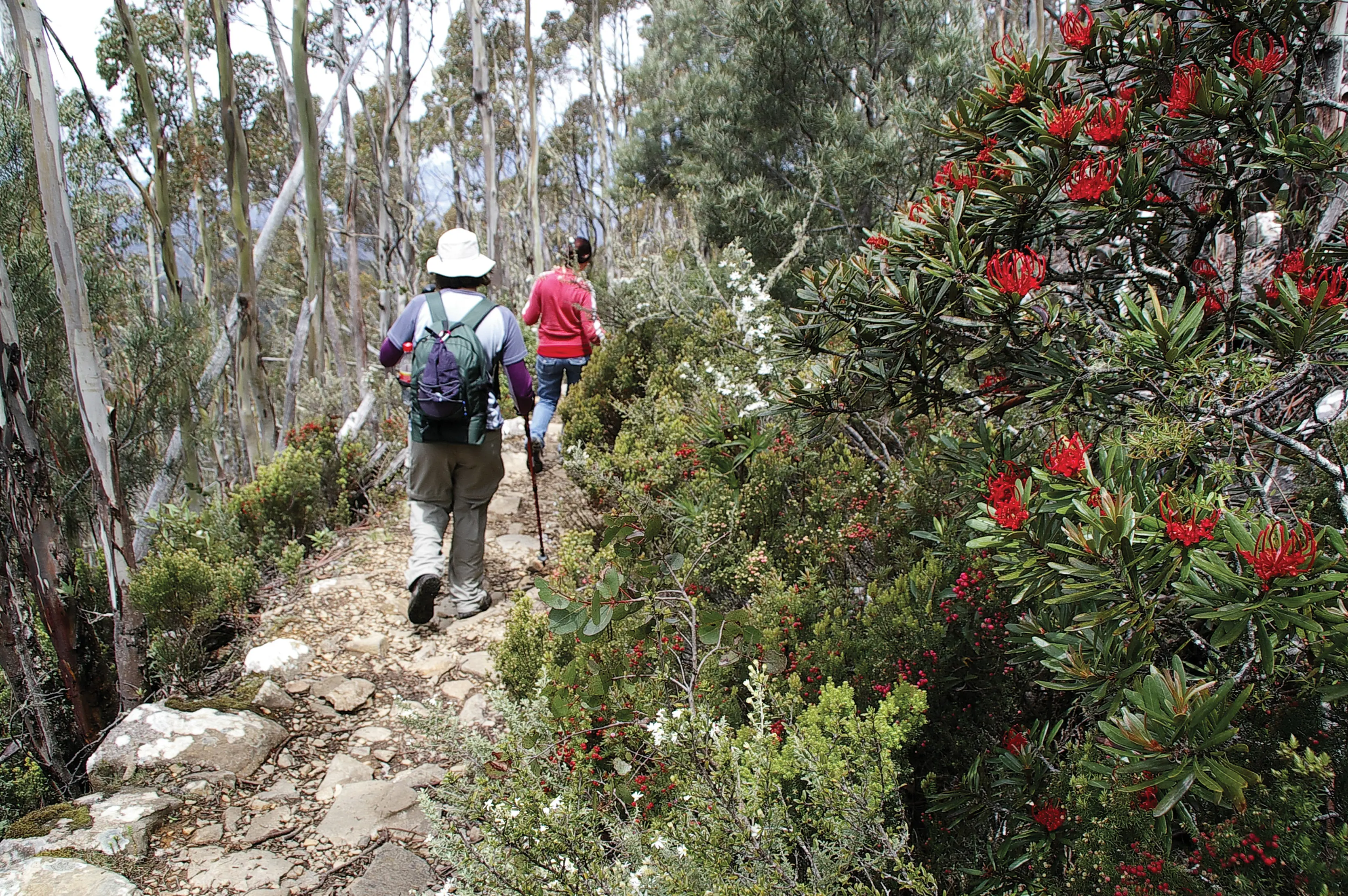 Two people wearing hiking gear and day packs walk along a narrow rocky trail. On one side slopes down into bush, and the other are trees with vibrant red flowers.
