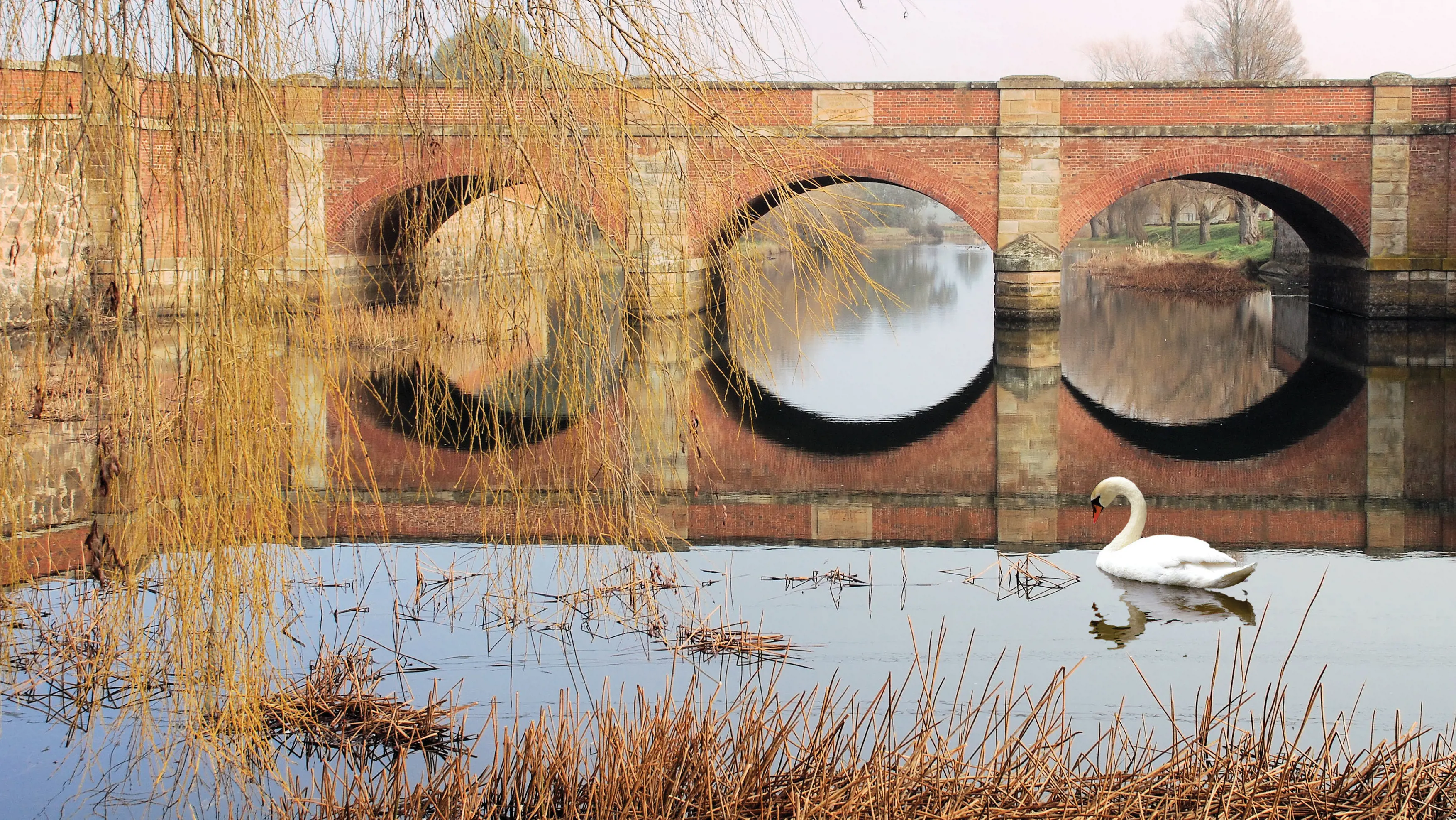 A swan in the water in front of a red brick bridge in Campbell Town.