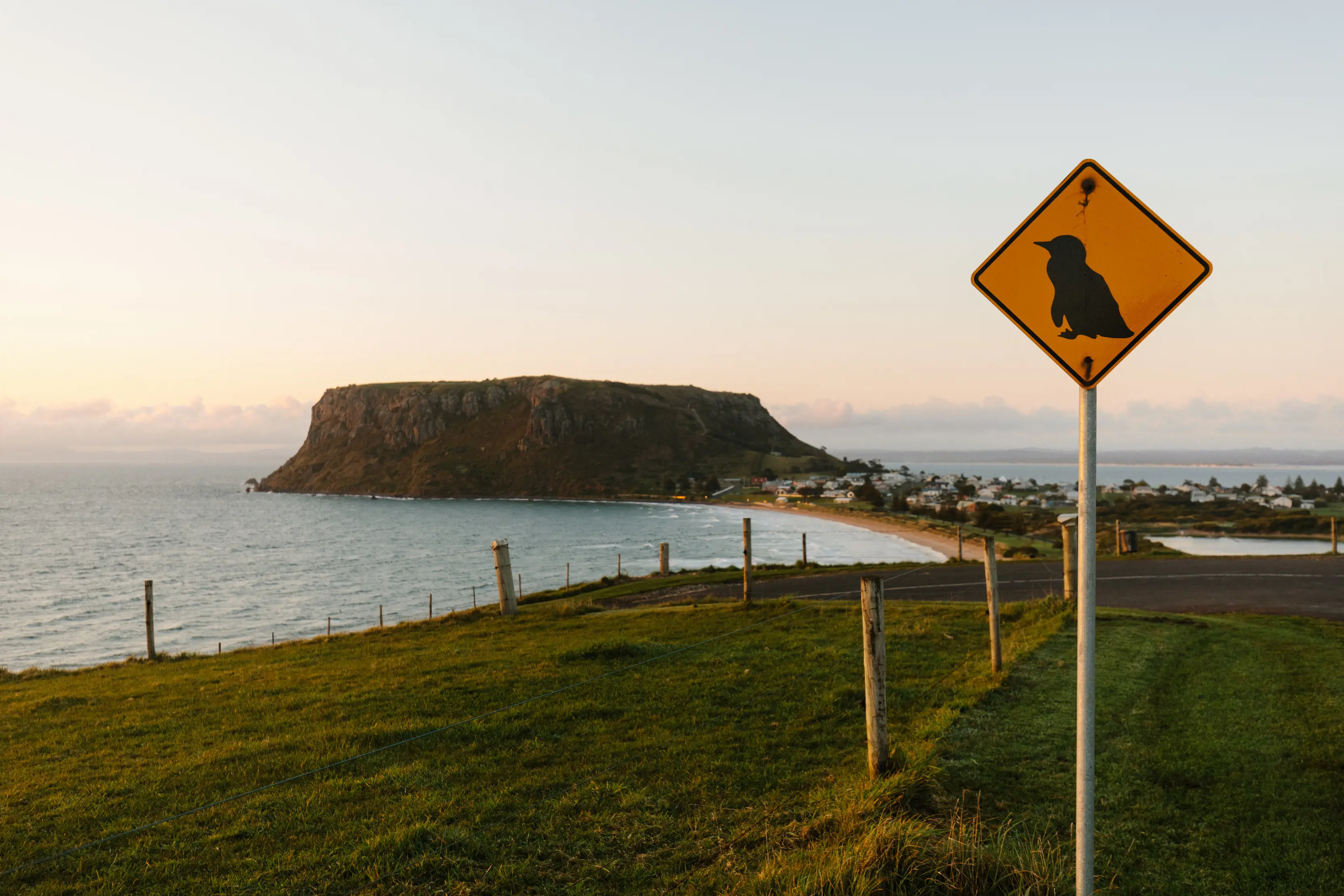 Stunning image of The Nutin the background, with a road and road sign to watch out for penguins, in the foreground of the image.