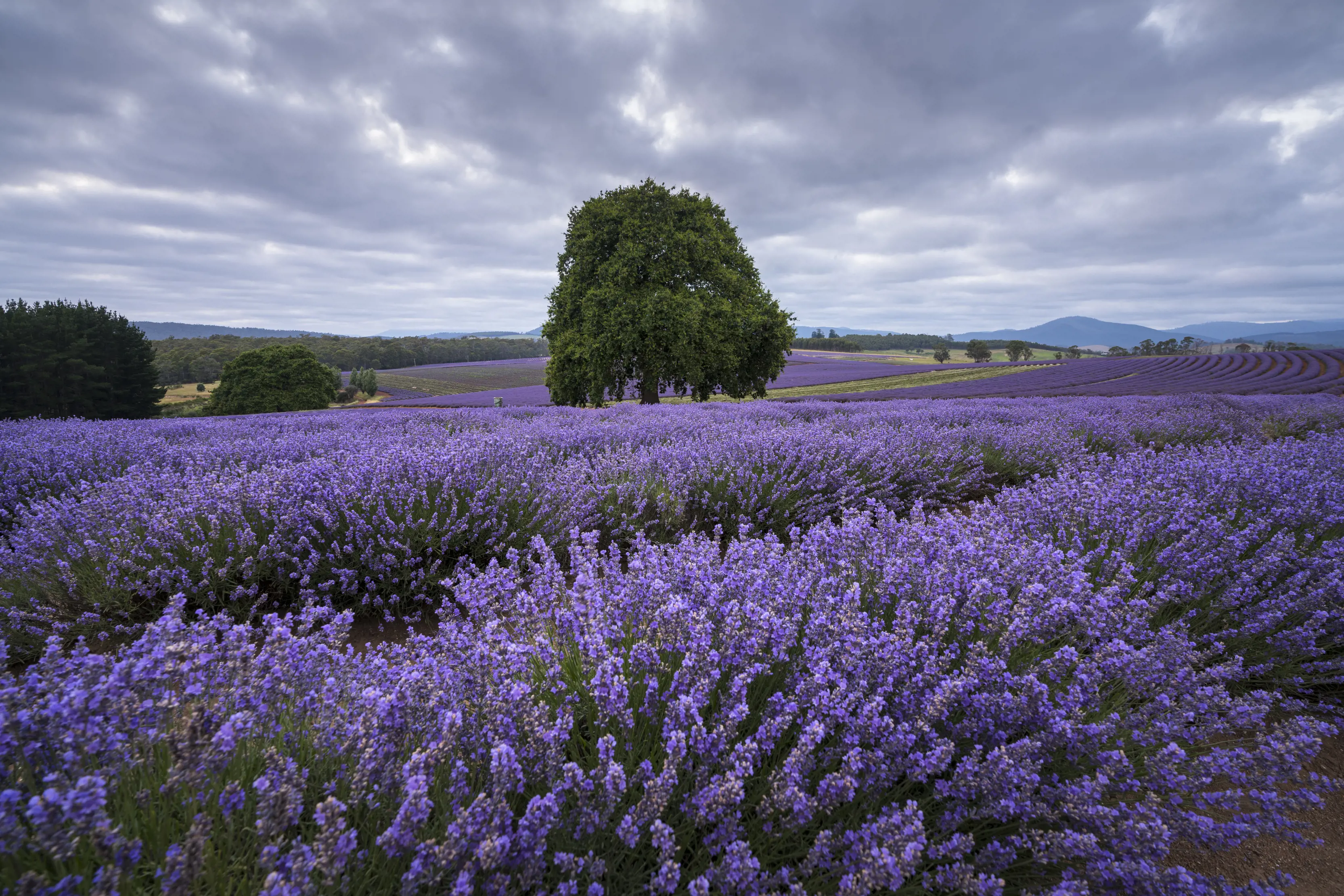 A field of purple lavender