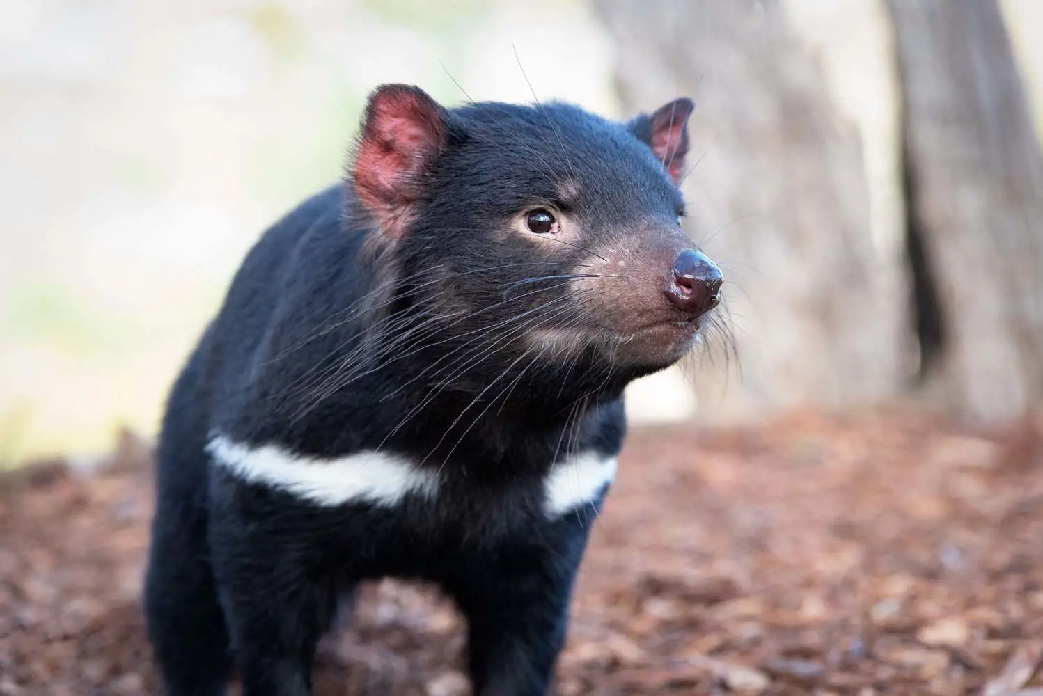 A Tasmanian devil with black fur, white markings and pink ears and nose sniffs towards the camera.