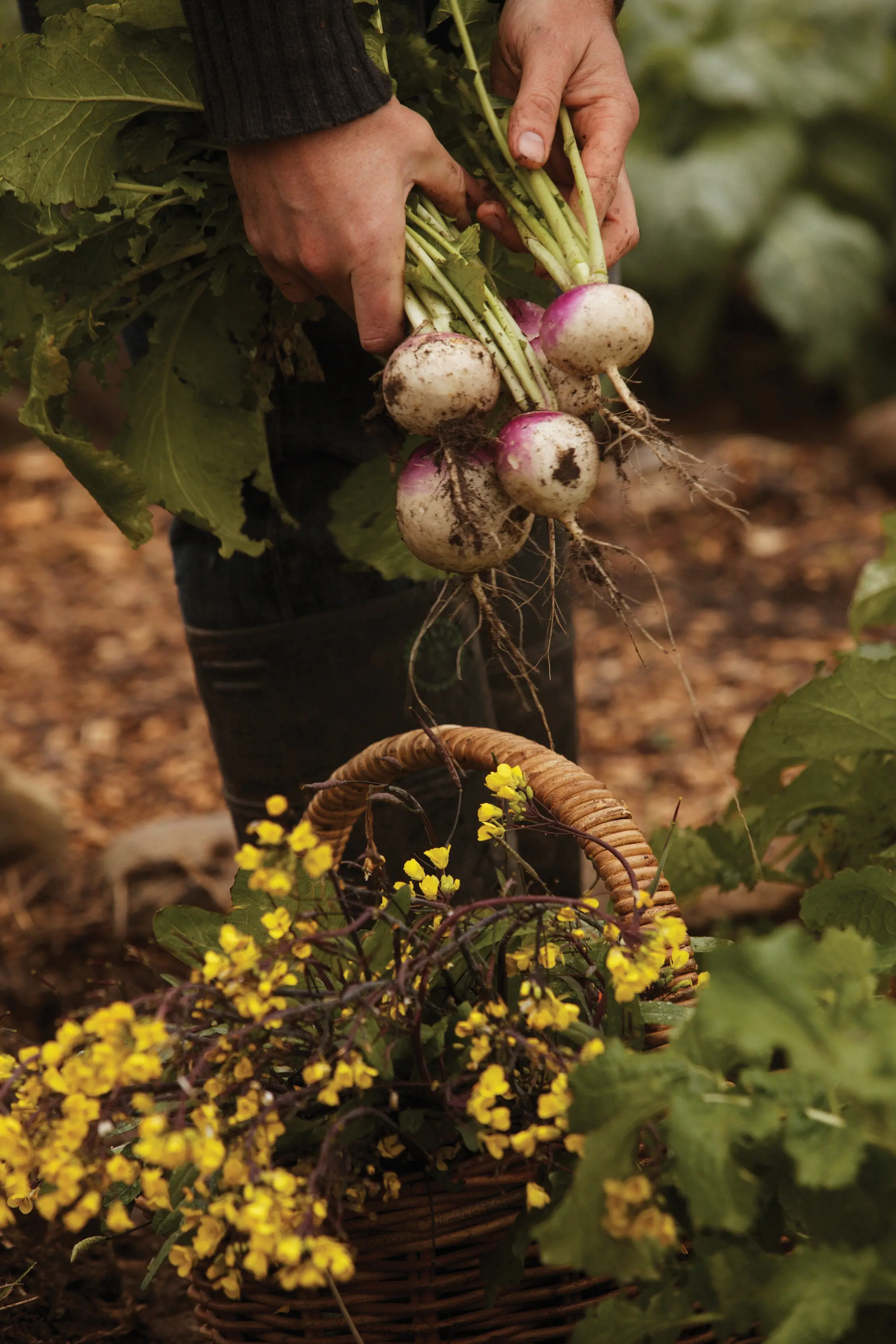 A person's hands hold a bundle of freshly pulled radishes above a basket overflowing with little yellow flowers.