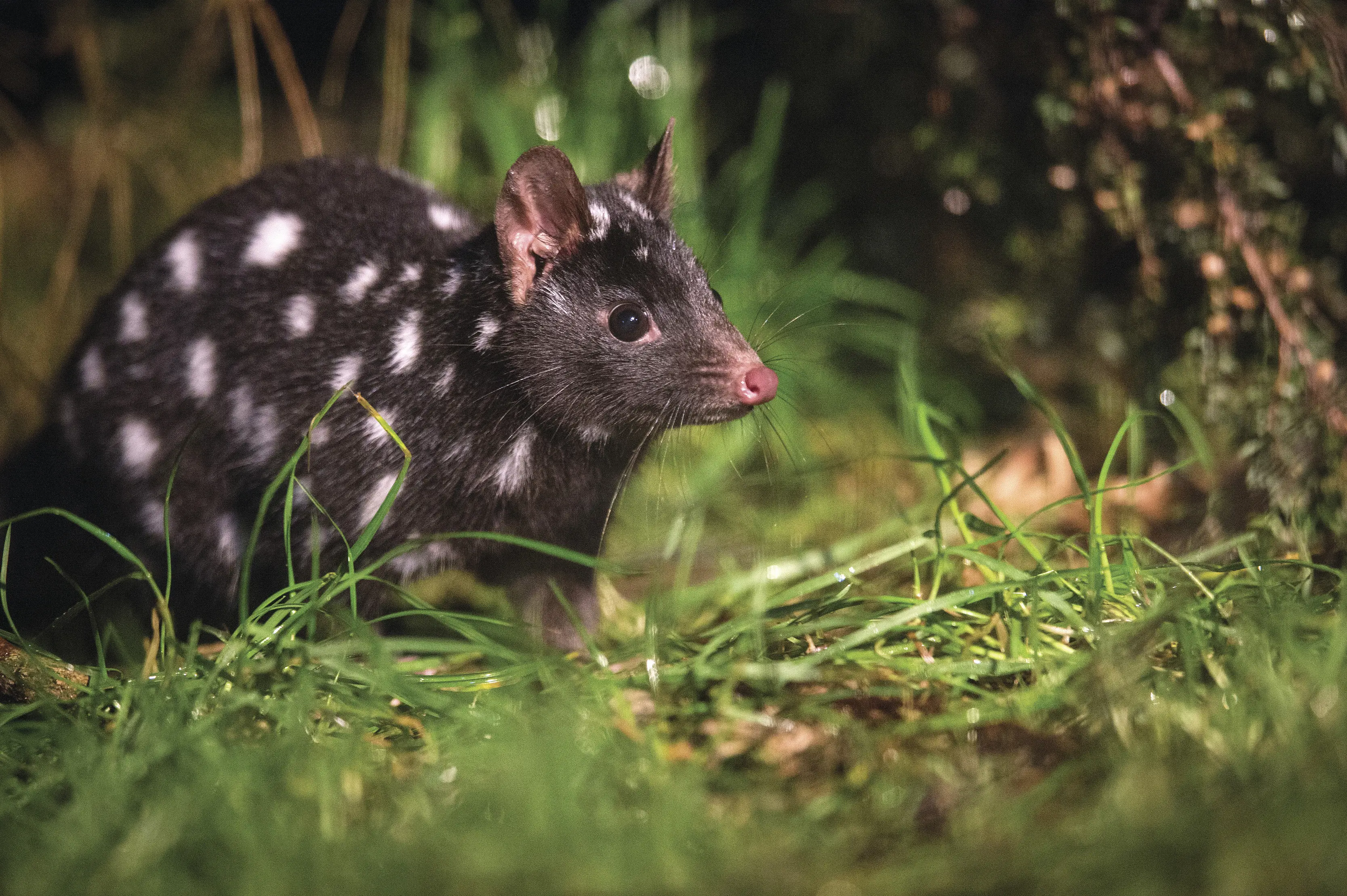 "Close up image of a Spotted-tail Quoll on lush, green grass. Captured at Devils @ Cradle, Tasmanian Devil Sanctuary. "