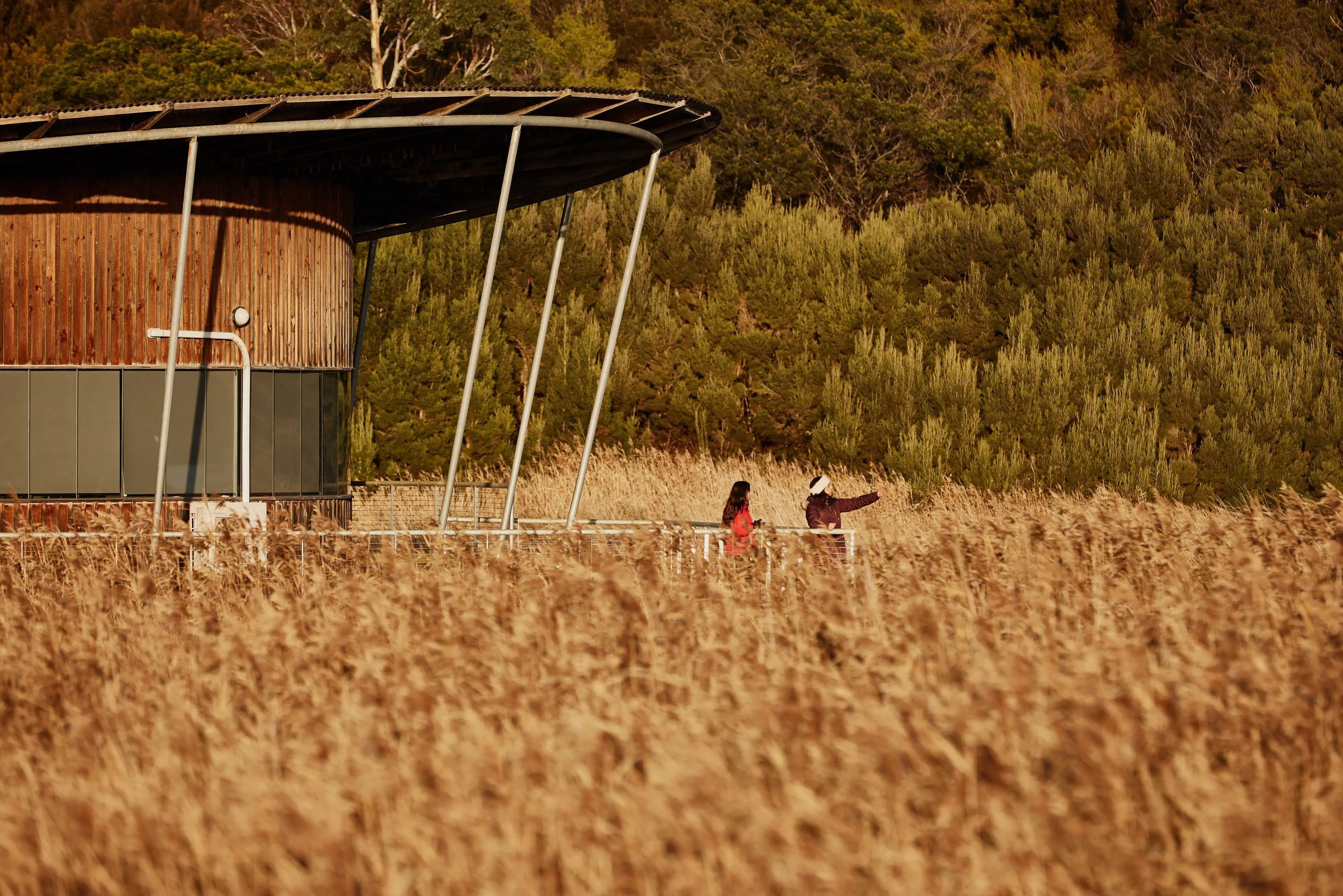 Two women looking out over the lagoon bird watching, from behind the golden reeds surrounding the Tamar Island Wetlands Centre.