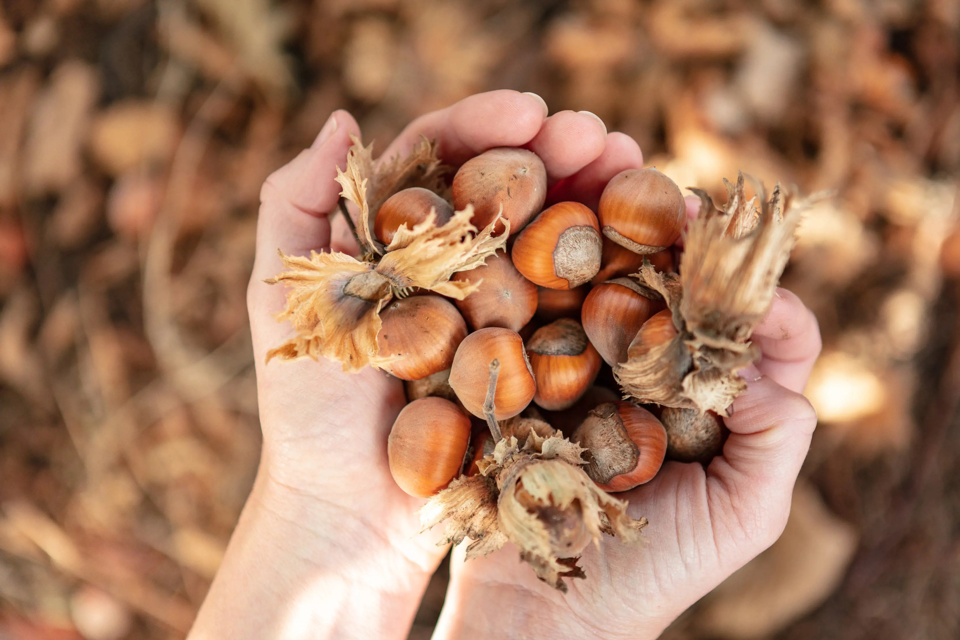 Close up image of hands holding a bunch of hazelnuts.