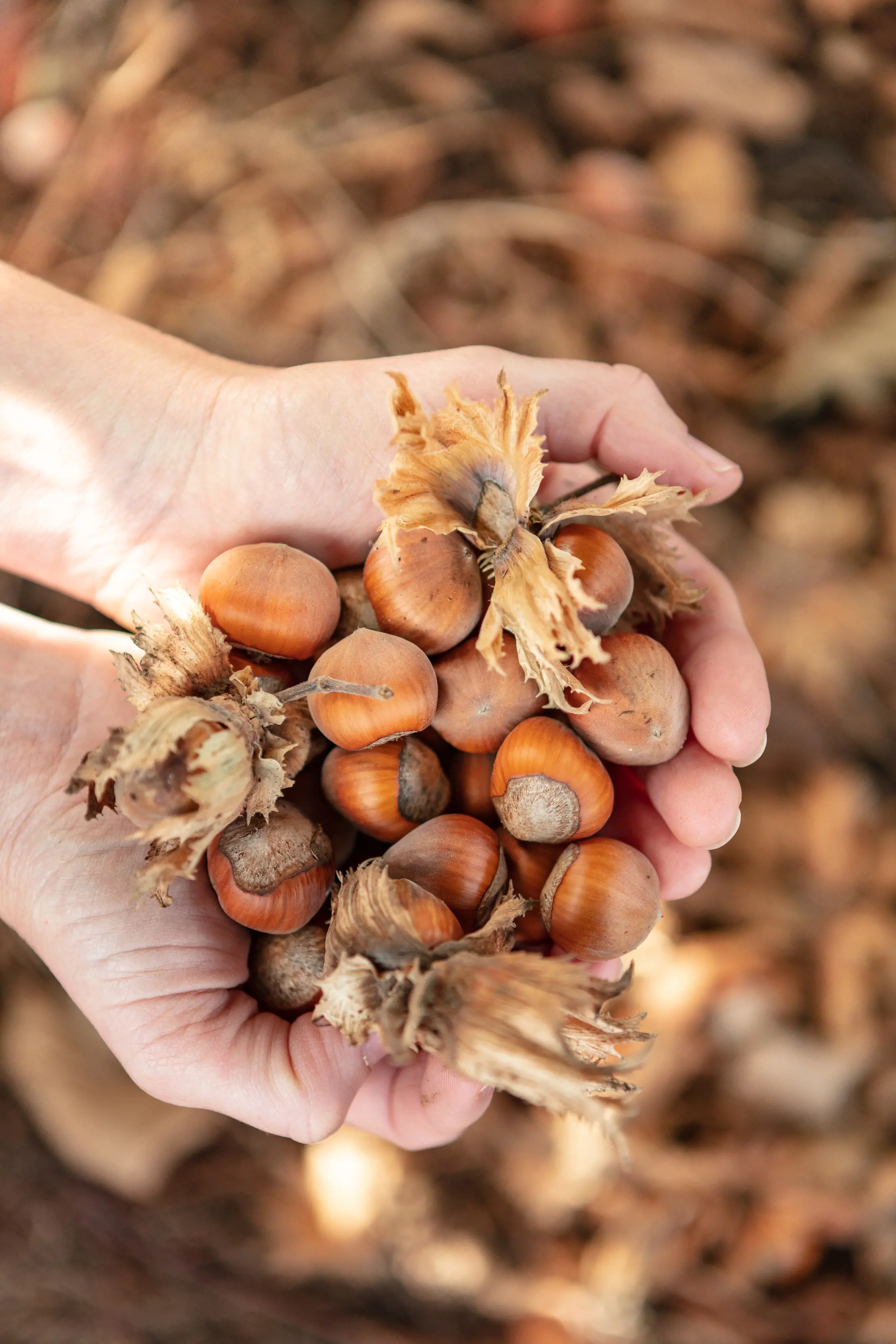 Close up image of hands holding a bunch of hazelnuts.